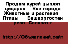 Продам курей цыплят,цицарок. - Все города Животные и растения » Птицы   . Башкортостан респ.,Салават г.